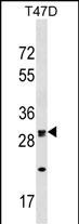 WB - OR1M1 Antibody (C-term) AP17931b