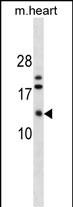 WB - FXYD7 Antibody (N-term) AP18030a