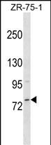 WB - MICALCL Antibody (N-term) AP18039a