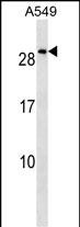 WB - NKX2-8 Antibody (N-term) AP18068A