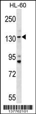 WB - TMC5 Antibody (Center) AP18075c