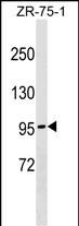 WB - NDST4 Antibody (N-term) AP18104A