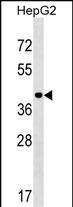 WB - PPIL5 Antibody (Center) AP18105c