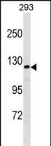 AFF2 Antibody (Center) (Cat. #AP18150c) western blot analysis in 293 cell line lysates (35ug/lane).This demonstrates the AFF2 antibody detected the AFF2 protein (arrow).