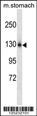 WB - NCKPL Antibody (Center) AP18156c