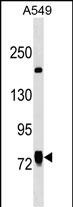 WB - LINS1 Antibody (C-term) AP18175B