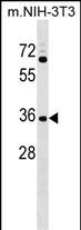 CCDC75 Antibody (N-term) (Cat. #AP18182a) western blot analysis in NIH-3T3 cell line lysates (35ug/lane).This demonstrates the CCDC75 antibody detected the CCDC75 protein (arrow).