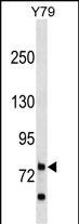 WB - RHPN1 Antibody (C-term) AP18237b