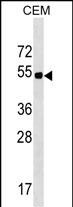 WB - ELL3 Antibody (C-term) AP18266b