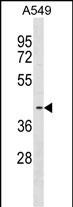 WB - FADS3 Antibody (C-term) AP18268b