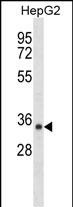 WB - SDR39U1 Antibody (N-term) AP18301a