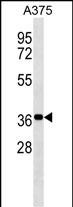 WB - NSMCE1 Antibody (C-term) AP18369b