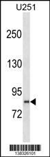 PCDHGB2 Antibody (N-term) (Cat. #AP18383a) western blot analysis in U251 cell line lysates (35ug/lane).This demonstrates the PCDHGB2 Antibody detected the PCDHGB2 protein (arrow).