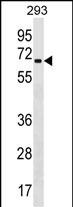 WB - ZNF426 Antibody (Center) AP18432c