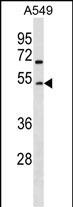 WB - GCNT2 Antibody (Center) AP18452c