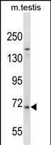 WB - EXTL1 Antibody (C-term) AP18469b