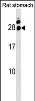 WB - Rat Hoxa5 Antibody (C-term) AP18479b
