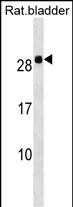 WB - Rat Hoxb7 Antibody (Center) AP18480C