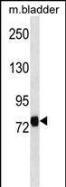 WB - LRRC4C Antibody (Center) AP18504C