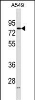 FRMD3 Antibody (Center) (Cat. #AP18521c) western blot analysis in A549 cell line lysates (35ug/lane).This demonstrates the FRMD3 antibody detected the FRMD3 protein (arrow).