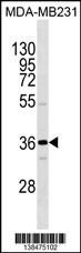 WB - OR1I1 Antibody (N-term) AP18524a