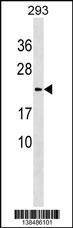 WB - LYZL1 Antibody (C-term) AP18526b