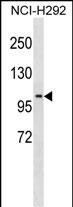 WB - PDE4C Antibody (N-term) AP18545a