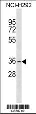 WB - GDF5OS Antibody (C-term) AP18550b