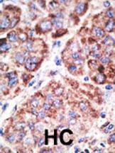 IHC-P - Mouse TLR6 Antibody (N-term) AP1506b