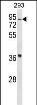 WB - HIRIP3 Antibody (Center) AP18580c