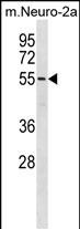 WB - BRD9 Antibody (N-term) AP18588A