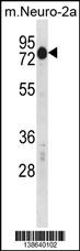WB - Mouse Csrnp2 Antibody (N-term) AP18600a