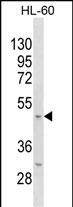 Mouse Kcnj11 Antibody (N-term) (Cat. #AP18601a) western blot analysis in HL-60 cell line lysates (35ug/lane).This demonstrates the Mouse Kcnj11 antibody detected the Mouse Kcnj11 protein (arrow).