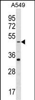 WB - GABRR2 Antibody (N-term) AP18624a