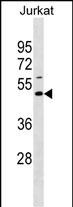 WB - EAF1 Antibody (Center) AP18636c