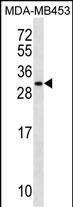 WB - MRPS10 Antibody (Center) AP18647c