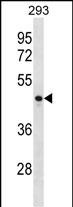 WB - CCNJ Antibody (Center) AP18658c