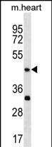 WB - Mouse Actl7b Antibody (Center) AP18685c