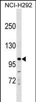 KIT Antibody (Center Y362)(Cat. #AP18711c) western blot analysis in NCI-H292 cell line lysates (35ug/lane).This demonstrates the KIT antibody detected the KIT protein (arrow).