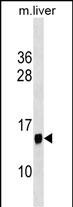 PPP1R1C Antibody (N-term)(Cat. #AP18719a) western blot analysis in mouse liver tissue lysates (35ug/lane).This demonstrates the PPP1R1C antibody detected the PPP1R1C protein (arrow).