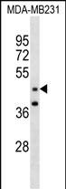 WB - GRAMD3 Antibody (N-term ) AP18727a