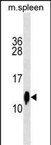 WB - Mouse Cst3 Antibody (Center) AP18754c