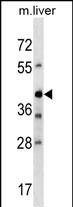 WB - Mouse Avpr1b Antibody (Center) AP18755c