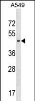 AGPAT5 Antibody (N-term)(Cat. #AP18759a) western blot analysis in A549 cell line lysates (35ug/lane).This demonstrates the AGPAT5 antibody detected the AGPAT5 protein (arrow).