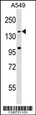 WB - CCDC144C Antibody (C-term) AP18771b