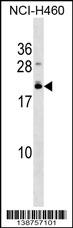 WB - EFCAB10 Antibody (C-term) AP18782b