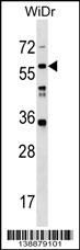 WB - LRRC14B Antibody (N-term) AP18791a