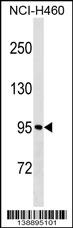 WB - MKLN1 Antibody (Center) AP18794c