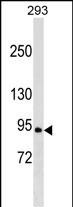 WB - RALGDS Antibody (Center) AP18831C