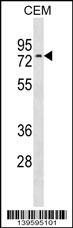 WB - NRXN3 Antibody (C-term) AP18845b